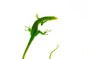 Green Tree Monitor Adult Male (Varanus prasinus) -