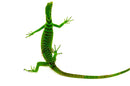 Green Tree Monitor Adult Female (Varanus prasinus) -