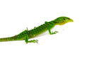Green Tree Monitor Adult Female (Varanus prasinus) -
