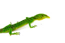 Green Tree Monitor Adult Female (Varanus prasinus) -