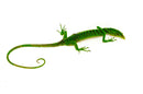 Green Tree Monitor Adult Female (Varanus prasinus) -