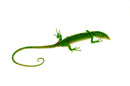 Green Tree Monitor Adult Female (Varanus prasinus) -