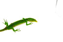 Green Tree Monitor Adult Female (Varanus prasinus) -