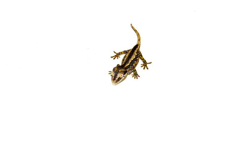 Striped Gargoyle Gecko Juvenile 1 (Rhacodactylus auriculatus) -