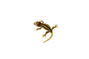 Striped Gargoyle Gecko Juvenile 1 (Rhacodactylus auriculatus) -