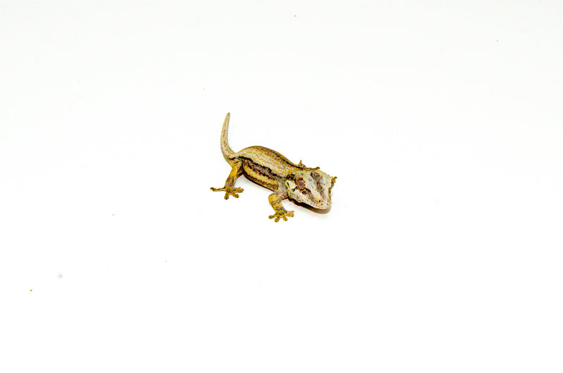 Striped Gargoyle Gecko Juvenile 2 (Rhacodactylus auriculatus) -