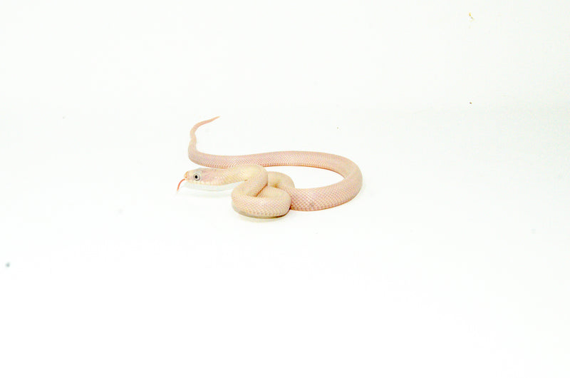 Leucistic Texas Rat Snake Baby Female (Elaphe obsoleta lindheimeri)  -