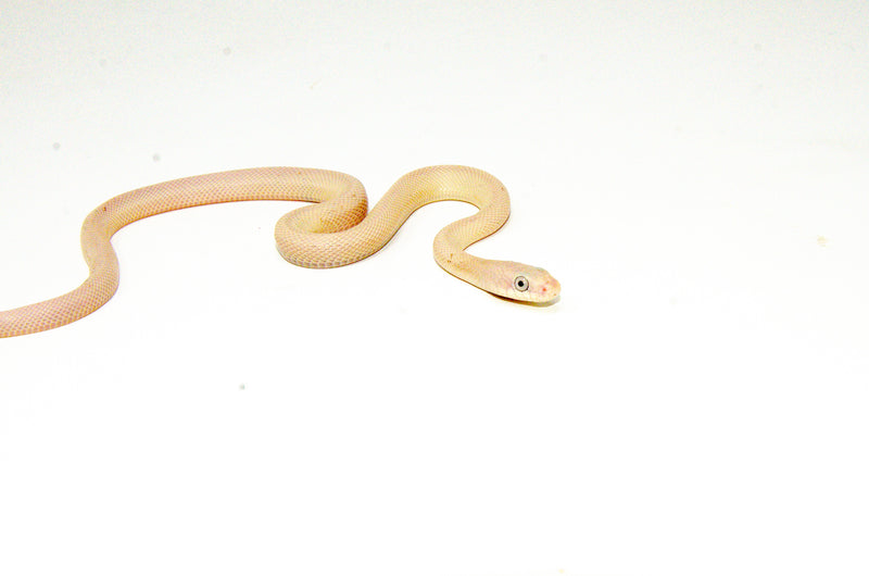 Leucistic Texas Rat Snake Baby Male (Elaphe obsoleta lindheimeri)  -