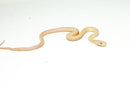 Leucistic Texas Rat Snake Baby Male (Elaphe obsoleta lindheimeri)  -