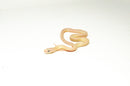 Leucistic Texas Rat Snake Baby Male (Elaphe obsoleta lindheimeri)  -