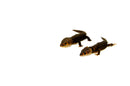 Red Eye Crocodile Skink Adults (Tribolonotus gracilis)