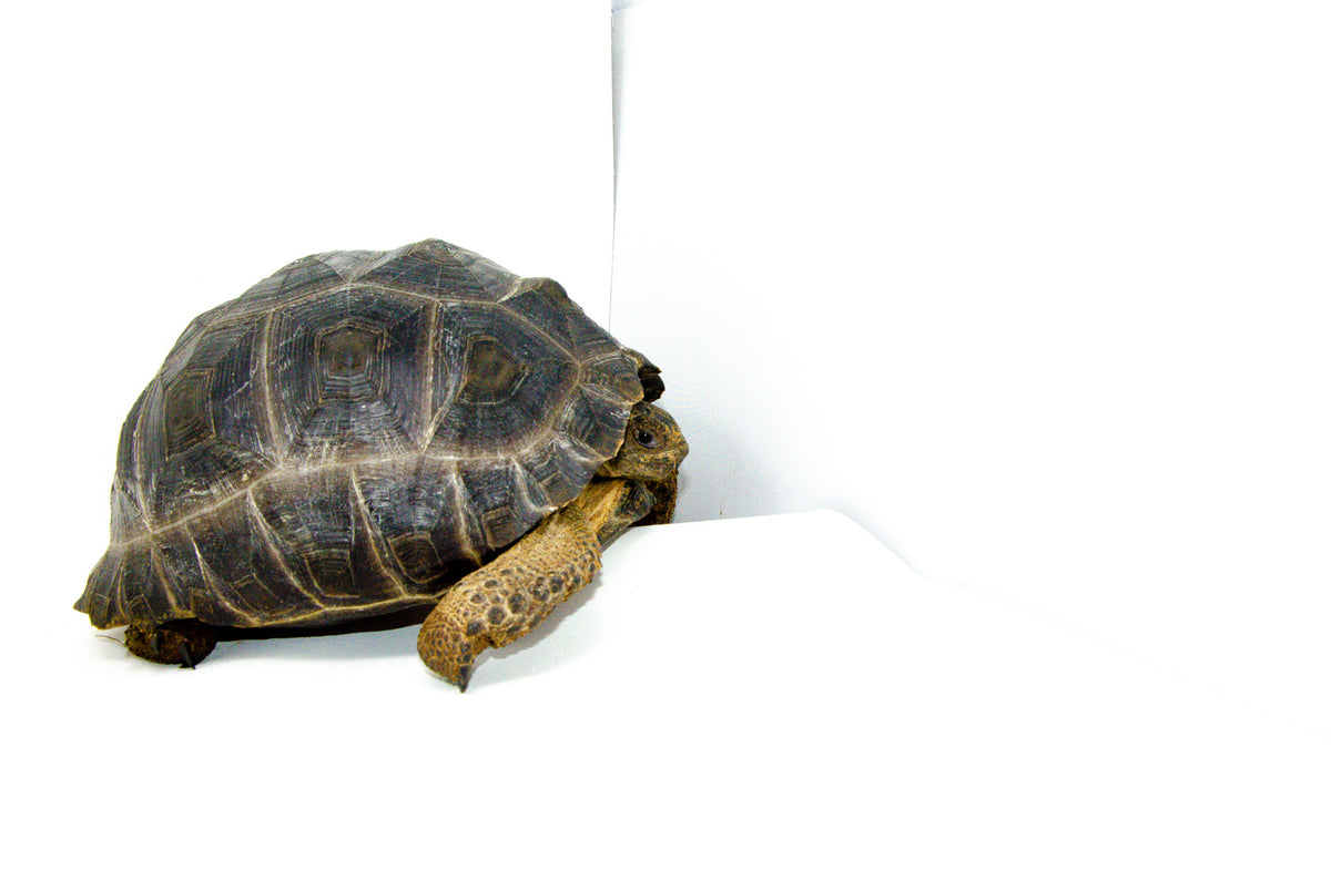 Aldabra Giant Tortoise 切手　4 シート　全て異なる4種類 Giant Aldabra tortoise for sale online | baby Aldabra for