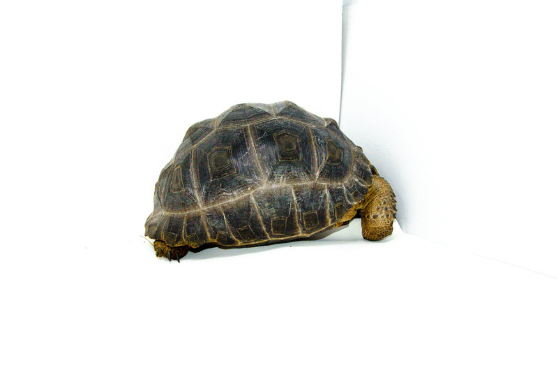 Aldabra Tortoise (Aldabrachelys gigantea) - UNSEXED -
