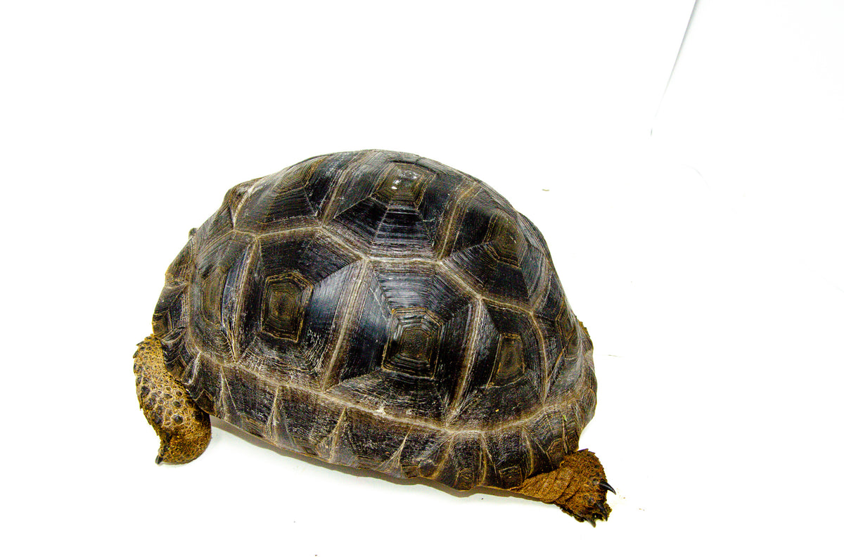 Rare Aldabra Tortoises for Sale | American Reptile Distributors