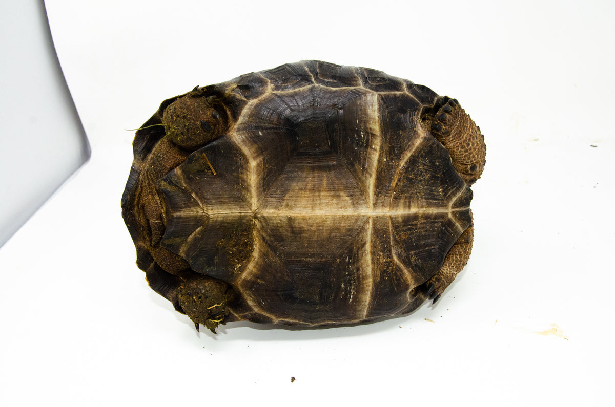 Aldabra Giant Tortoise 切手　4 シート　全て異なる4種類 Aldabra Giant Tortoise 切手 4 シート 全て異なる4種類 Aldabra