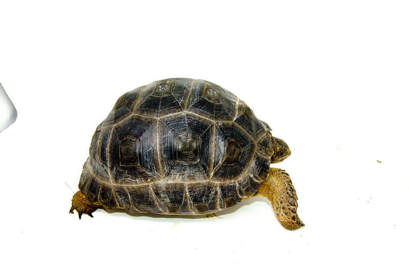Aldabra Tortoise (Aldabrachelys gigantea) - UNSEXED -