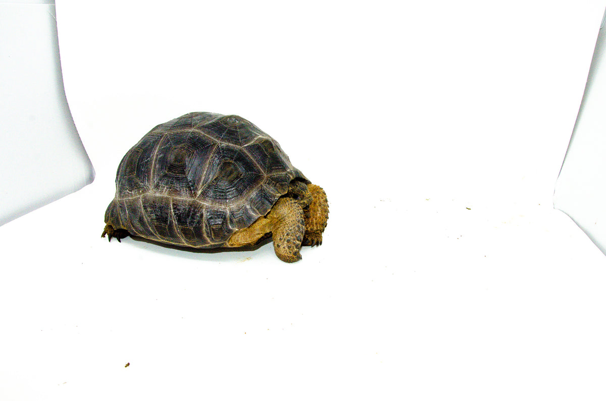 Aldabra Giant Tortoise 切手　4 シート　全て異なる4種類 pexels-photo-29264334.jpeg?
