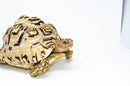 Leopard Tortoise Female 2 (11-12 inch)(Stigmochelys p. babcocki) - FEMALE 2