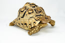 Leopard Tortoise Female 2 (11-12 inch)(Stigmochelys p. babcocki) - FEMALE 2