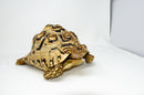 Leopard Tortoise Female 2 (11-12 inch)(Stigmochelys p. babcocki) - FEMALE 2