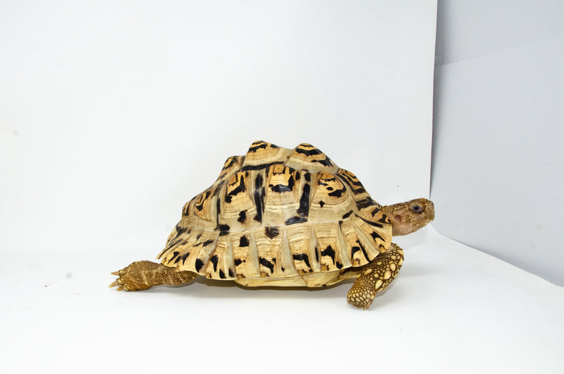 Leopard Tortoise Female 2 (11-12 inch)(Stigmochelys p. babcocki) - FEMALE 2
