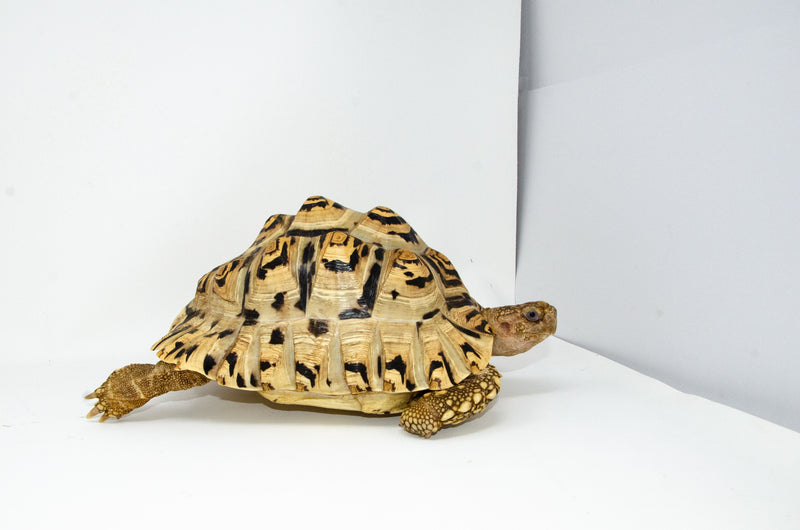 Leopard Tortoise Female 2 (11-12 inch)(Stigmochelys p. babcocki) - FEMALE 2