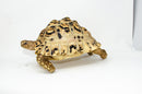 Leopard Tortoise Female 2 (11-12 inch)(Stigmochelys p. babcocki) - FEMALE 2