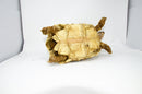 Leopard Tortoise Female 2 (11-12 inch)(Stigmochelys p. babcocki) - FEMALE 2