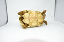 Leopard Tortoise Female 2 (11-12 inch)(Stigmochelys p. babcocki) - FEMALE 2