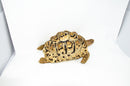 Leopard Tortoise Female 2 (11-12 inch)(Stigmochelys p. babcocki) - FEMALE 2