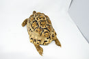 Leopard Tortoise Female 2 (11-12 inch)(Stigmochelys p. babcocki) - FEMALE 2