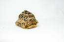 Leopard Tortoise Female  (8-9 inch)(Stigmochelys p. babcocki) - FEMALE 3