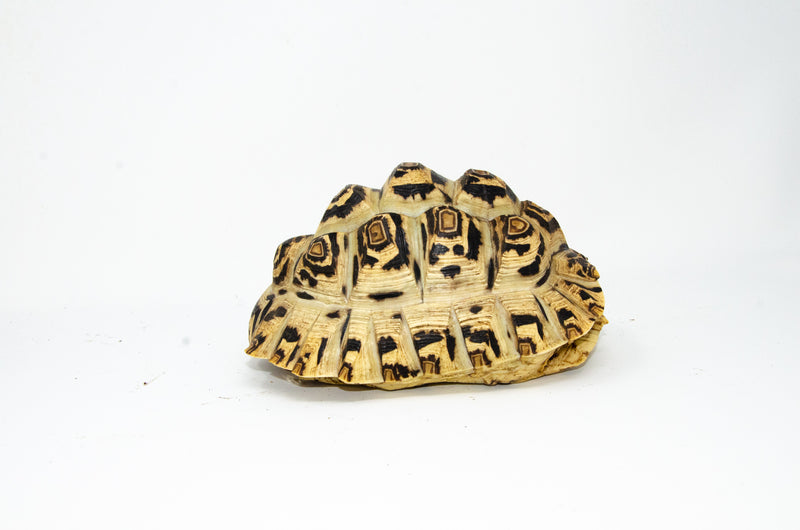 Leopard Tortoise Female  (8-9 inch)(Stigmochelys p. babcocki) - FEMALE 3