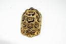 Leopard Tortoise Female  (8-9 inch)(Stigmochelys p. babcocki) - FEMALE 3