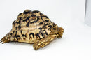 Leopard Tortoise Female 1 (11-12 inch)(Stigmochelys p. babcocki)