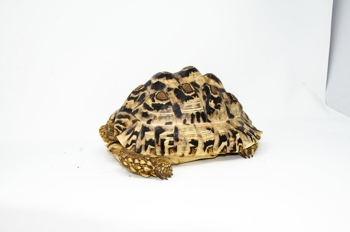 Tortoise タートス Standards Leopard Tortoise Female 1 (11-12 inch)(Stigmochelys p. babcocki)