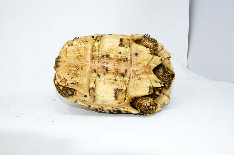 Leopard Tortoise Female 1 (11-12 inch)(Stigmochelys p. babcocki)