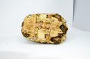 Leopard Tortoise Female 1 (11-12 inch)(Stigmochelys p. babcocki)