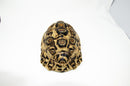 Leopard Tortoise Female 1 (11-12 inch)(Stigmochelys p. babcocki)