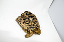 Leopard Tortoise Female 1 (11-12 inch)(Stigmochelys p. babcocki)