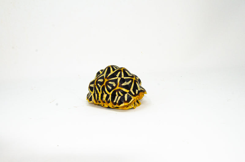 Sri Lankan Star Tortoise Female (4-5 inch) (Geochelone elegans) -