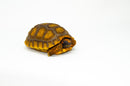 Yellow foot tortoise #1 (4-5 inch) (Chelonoidis denticulatus) UNSEXED #1