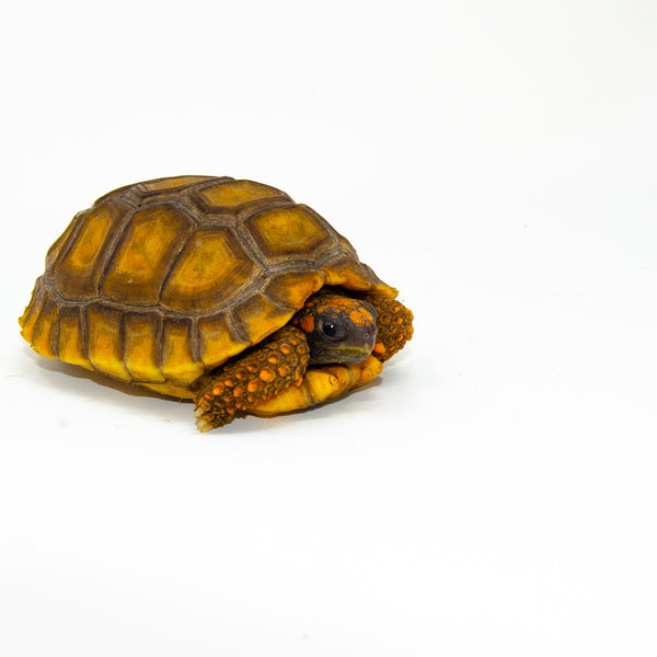 Tortoise タートス Standards Safari Ltd. Desert Tortoise #295329 - North America Wildlife