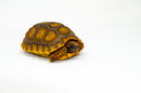 Yellow foot tortoise #1 (4-5 inch) (Chelonoidis denticulatus) UNSEXED #1