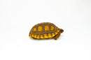 Yellow foot tortoise #1 (4-5 inch) (Chelonoidis denticulatus) UNSEXED #1