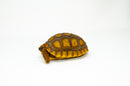 Yellow foot tortoise #1 (4-5 inch) (Chelonoidis denticulatus) UNSEXED #1