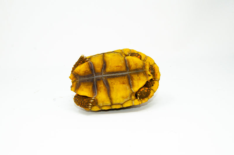 Yellow foot tortoise #1 (4-5 inch) (Chelonoidis denticulatus) UNSEXED #1