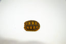 Yellow foot tortoise #1 (4-5 inch) (Chelonoidis denticulatus) UNSEXED #1