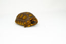 Yellow foot tortoise #2 (4-5 inch) (Chelonoidis denticulatus) UNSEXED #2