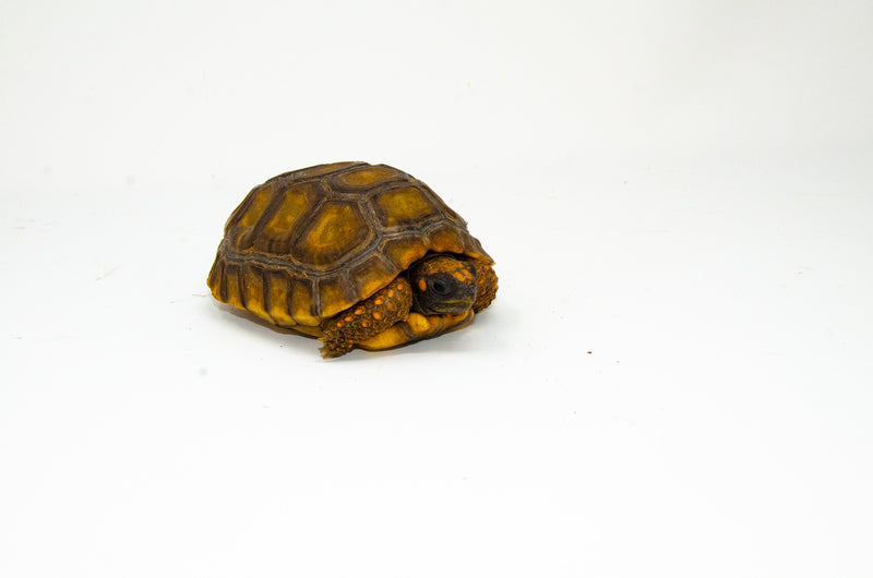 Yellow foot tortoise #2 (4-5 inch) (Chelonoidis denticulatus) UNSEXED #2